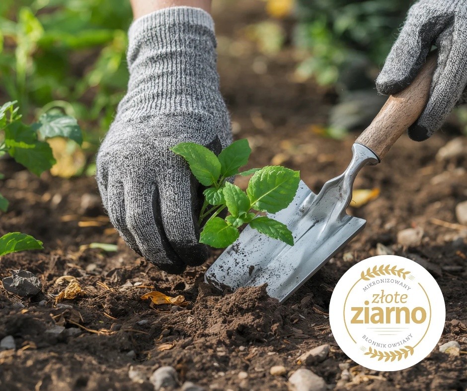 🌱 Kwiecień w pełni – po świętach wracamy do codzienności, a przed nami już majówka. Choć słońce coraz częściej się pojawia, noce nadal bywają chłodne – to dobry moment, żeby zadbać o siebie i swoje nawyki 🌿 W Piekarni Złote Ziarno z Olkusza wierzymy, że zdrowie zaczyna się od prostych wyborów. Dlatego tworzymy pieczywo z dodatkiem błonnika Fiber Care – z myślą o Waszym dobrym samopoczuciu każdego dnia ❤️ 🌼 To idealny czas, aby: • wrócić do lekkiej diety po świętach • zadbać o regularne posiłki • korzystać ze świeżego powietrza Dbajcie o siebie – małymi krokami, każdego dnia. A jeśli dopiero planujecie pierwsze wiosenne nasadzenia – pamiętajcie, że tak jak rośliny potrzebują dobrej gleby, tak nasz organizm potrzebuje odpowiedniego „paliwa” 🌾